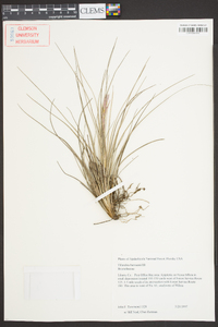 Tillandsia bartramii image