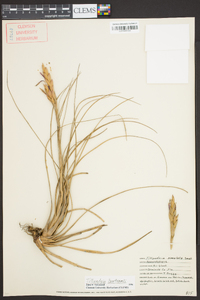 Tillandsia bartramii image