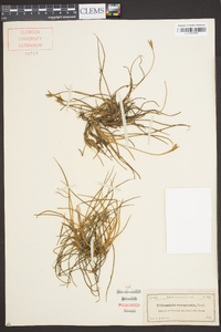 Tillandsia recurvata image