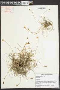 Tillandsia recurvata image