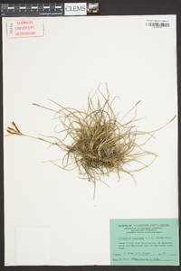 Tillandsia recurvata image