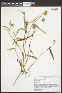 Commelina erecta var. erecta image