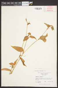 Commelina communis image