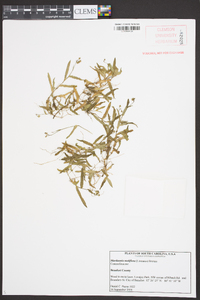 Murdannia nudiflora image