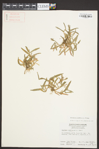 Murdannia nudiflora image