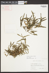 Murdannia nudiflora image