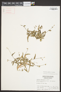 Murdannia nudiflora image