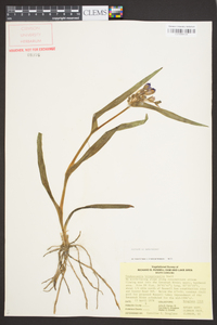 Tradescantia hirsuticaulis image