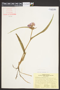 Tradescantia hirsuticaulis image