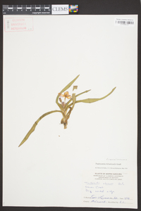 Tradescantia hirsuticaulis image