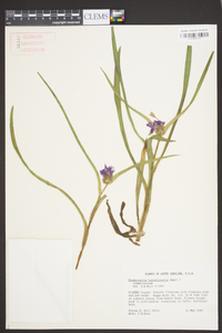 Tradescantia hirsuticaulis image