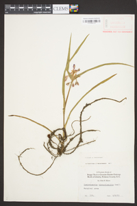 Tradescantia hirsuticaulis image