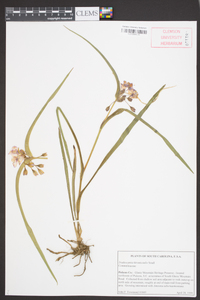 Tradescantia hirsuticaulis image