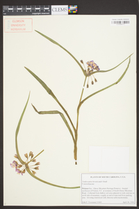 Tradescantia hirsuticaulis image