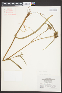 Tradescantia ohiensis image