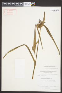 Tradescantia ohiensis image