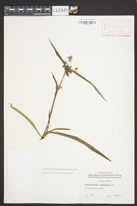 Tradescantia ohiensis image