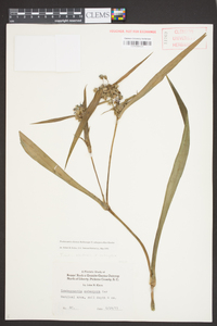 Tradescantia ohiensis image