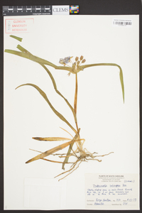 Tradescantia subaspera image