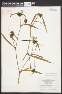 Tradescantia subaspera image