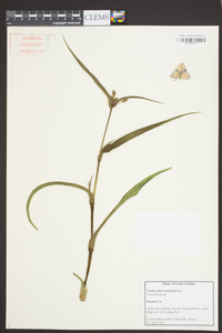 Tradescantia subaspera image