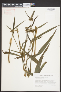 Tradescantia subaspera image