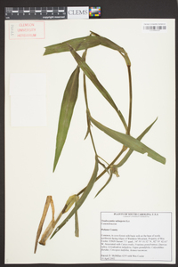 Tradescantia subaspera image