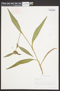 Tradescantia subaspera image