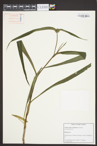 Tradescantia virginiana image