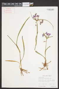 Tradescantia hirsuticaulis image