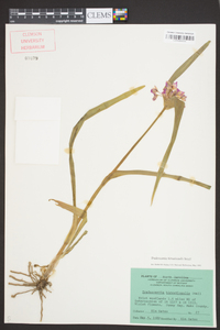 Tradescantia hirsuticaulis image