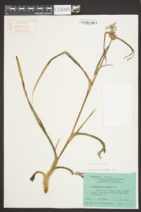 Tradescantia ohiensis image