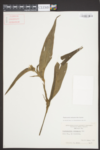 Tradescantia subaspera image