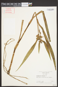 Tradescantia subaspera image