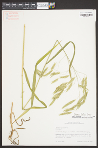 Bromus kalmii image