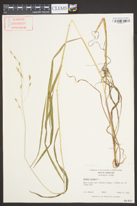 Bromus kalmii image