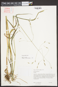 Bromus kalmii image