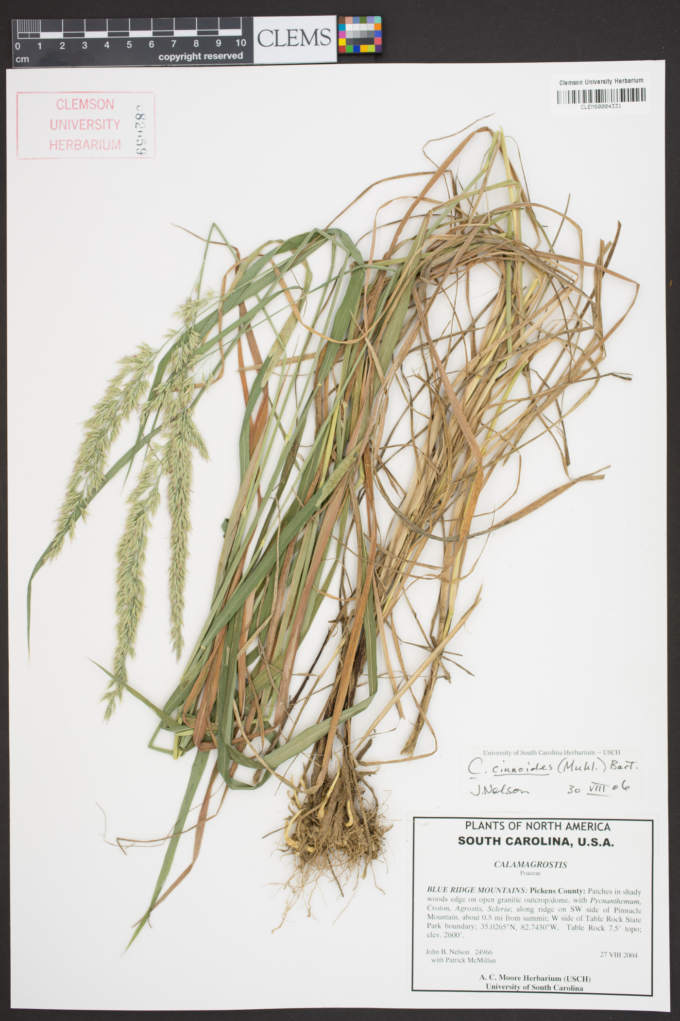 Calamagrostis cinnoides image