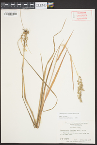 Calamagrostis coarctata image