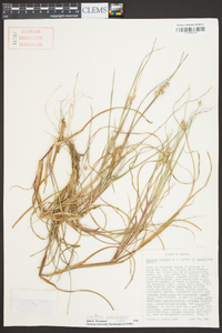 Cenchrus spinifex image