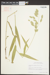 Chasmanthium latifolium image