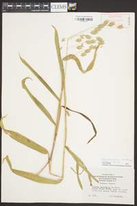 Chasmanthium latifolium image