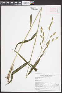 Chasmanthium latifolium image