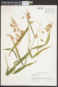 Chasmanthium latifolium image