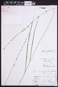 Chasmanthium sessiliflorum image