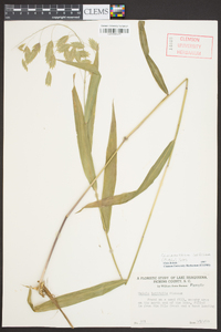 Chasmanthium latifolium image