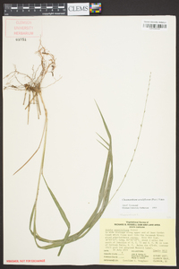 Chasmanthium sessiliflorum image