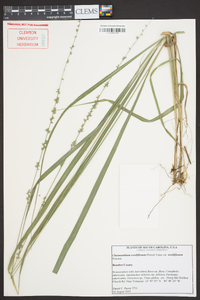 Chasmanthium sessiliflorum image