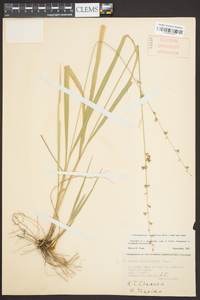 Chasmanthium sessiliflorum image