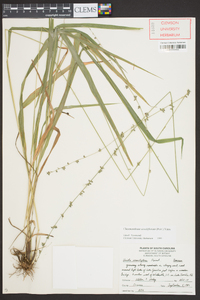 Chasmanthium sessiliflorum image